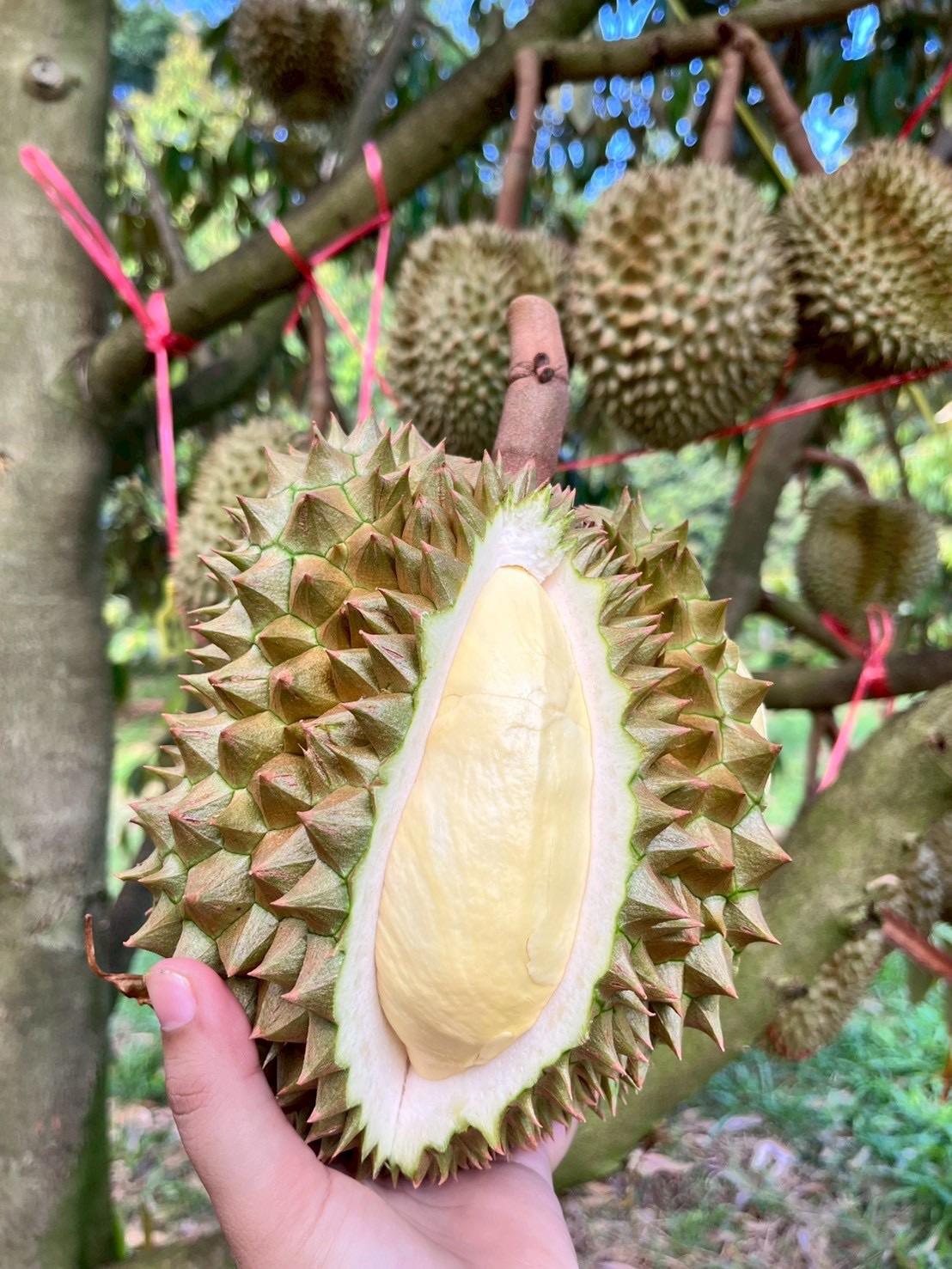 หมอนทอง